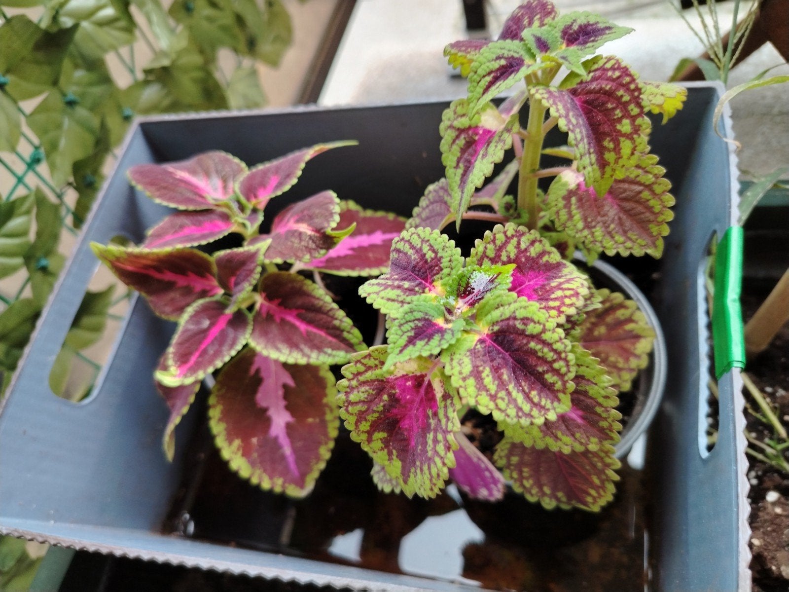 🪴Plantes - boutures _ jeunes Coleus en pot., Enlèvement ou Envoi, Mi-ombre