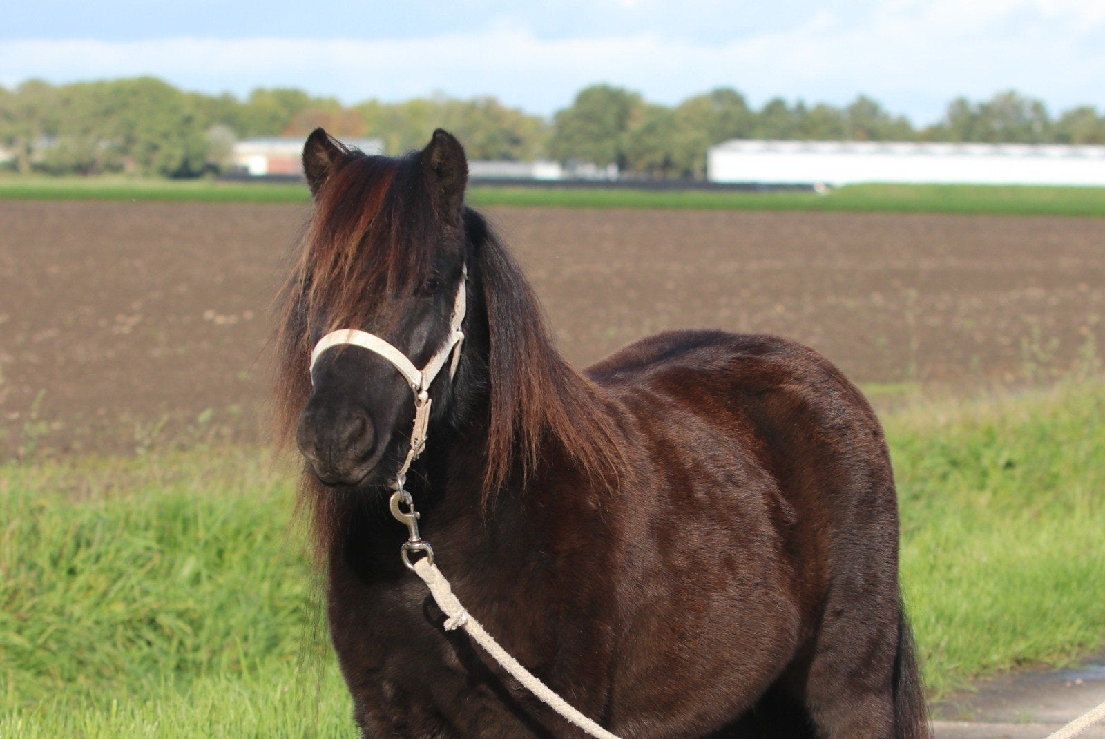 Prachtige shetland ruinen, grote maat, Animaux & Accessoires, Hongre, Non dressé, Avec puce électronique, 3 à 6 ans