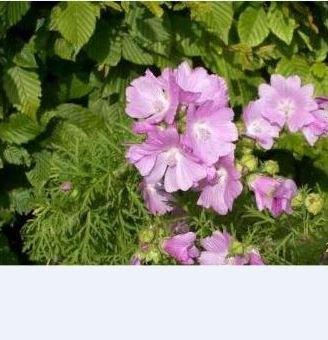 Muskuskaasjeskruid- Malva moschata (vaste plant), Tuin en Terras, Ophalen, Zomer, Vaste plant, Halfschaduw
