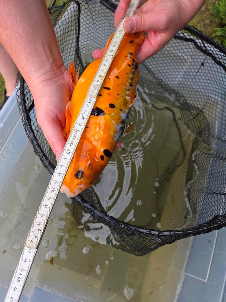 Mooie koi  35 cm – eigen kweek