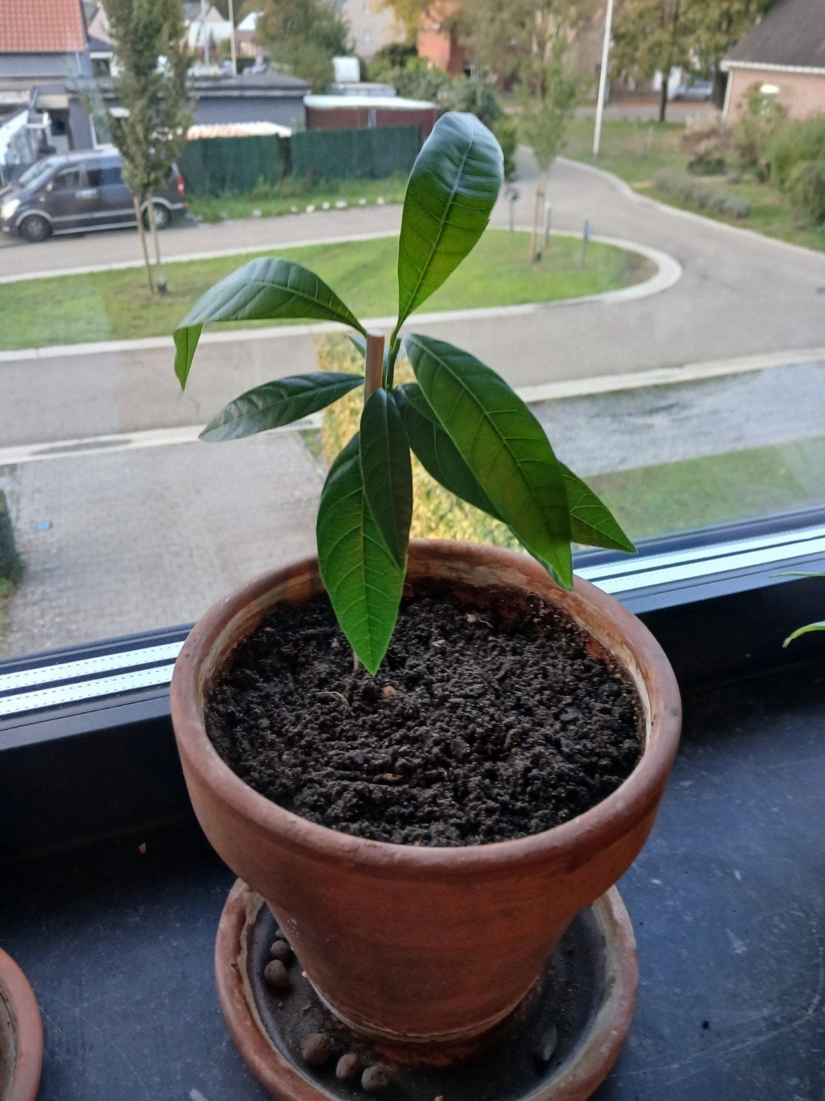 jonge mango plant, Tuin en Terras, Ophalen