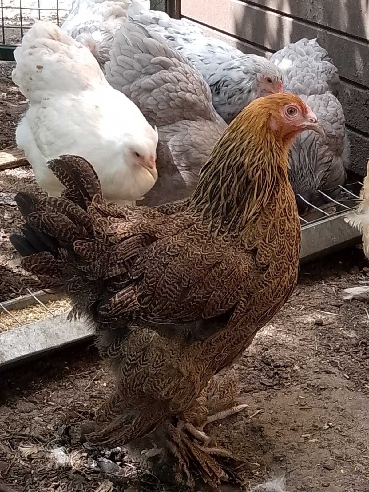 Brahma hennen
