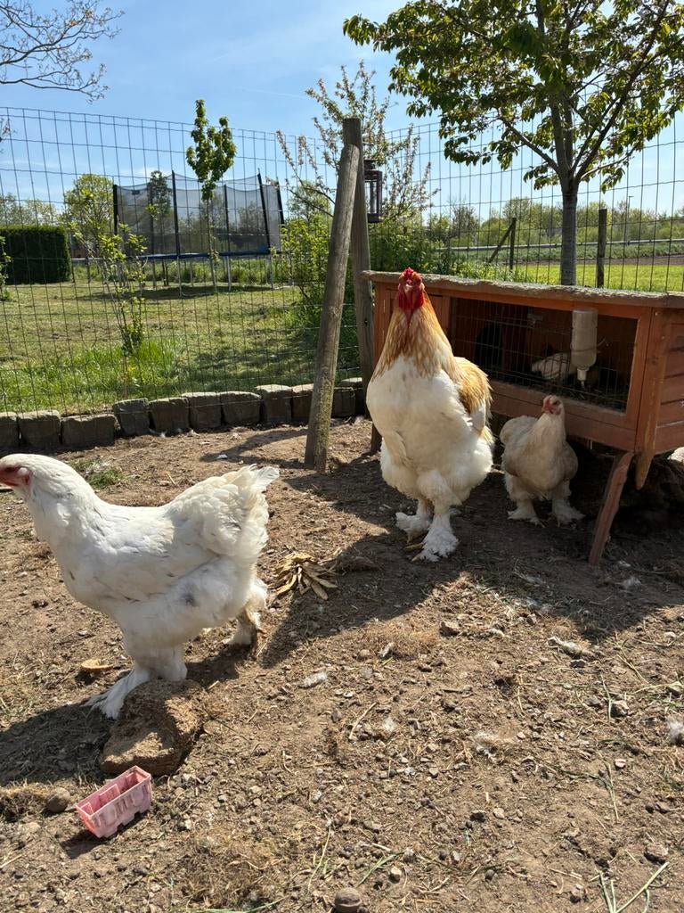 Broedeieren Brahma groothoender, Dieren en Toebehoren, Geslacht onbekend, Kip
