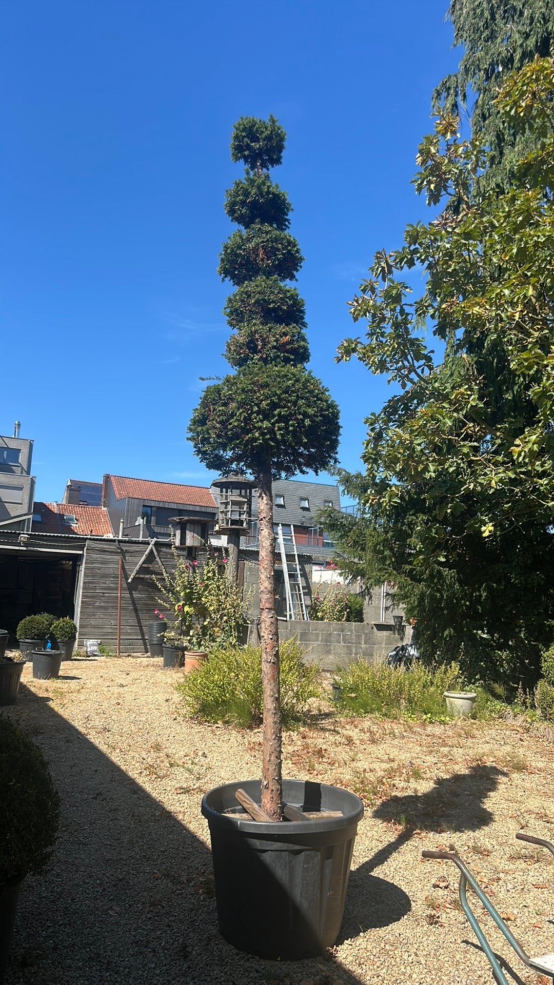 Taxus, Ophalen