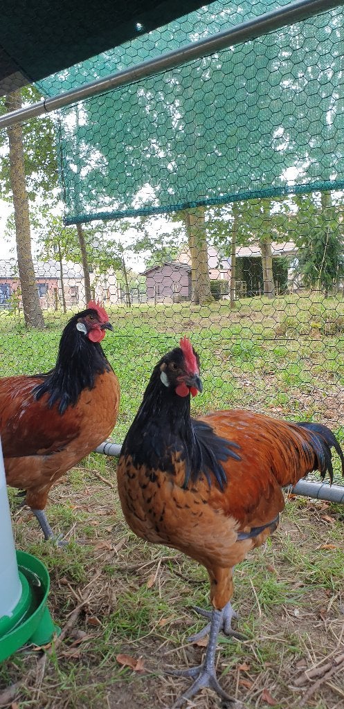 Vorwerk hanen, Dieren en Toebehoren, Mannelijk, Kip