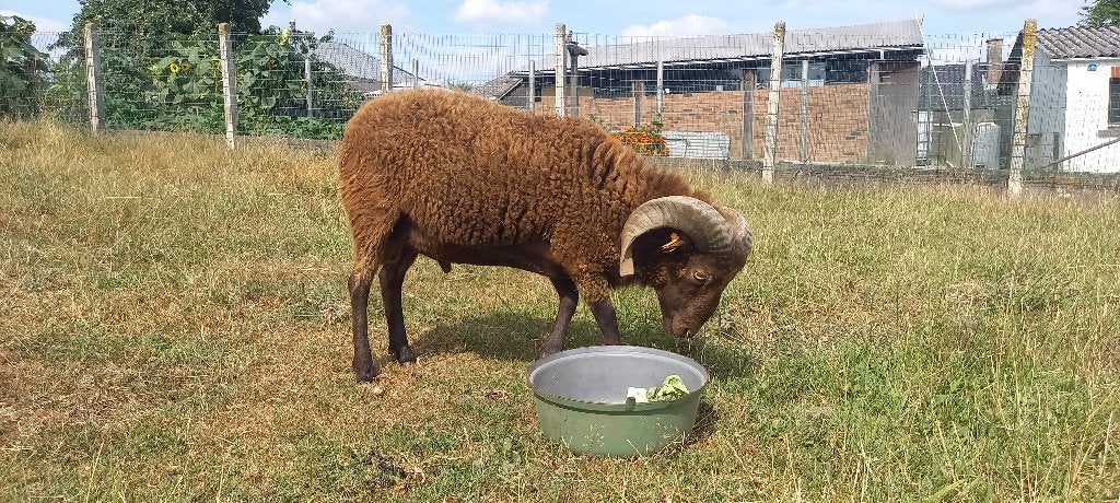 dwergschaap - ouessant ram - quessant ram, Mâle