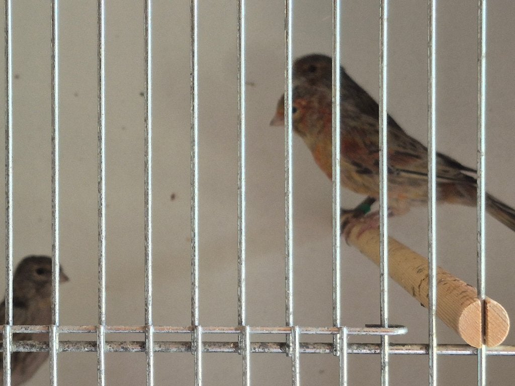 kanaries, Plusieurs animaux, Canari de couleur