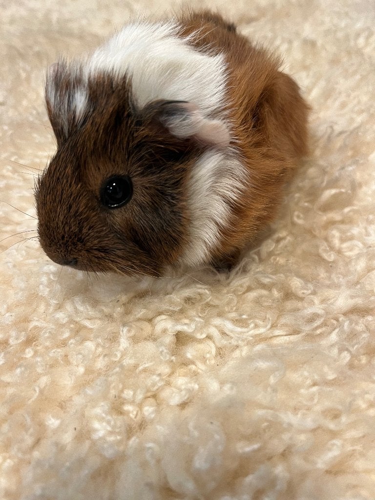 Cavia beer borstelhaar, Dieren en Toebehoren, Cavia, Mannelijk, Tam, September