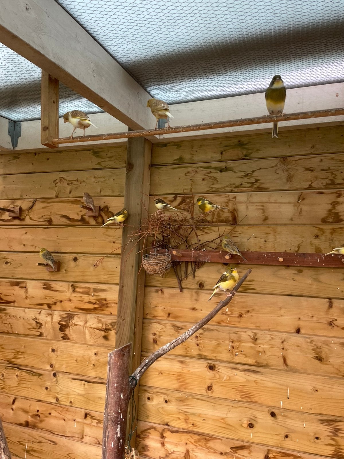Kanaries, Plusieurs animaux, Canari de couleur