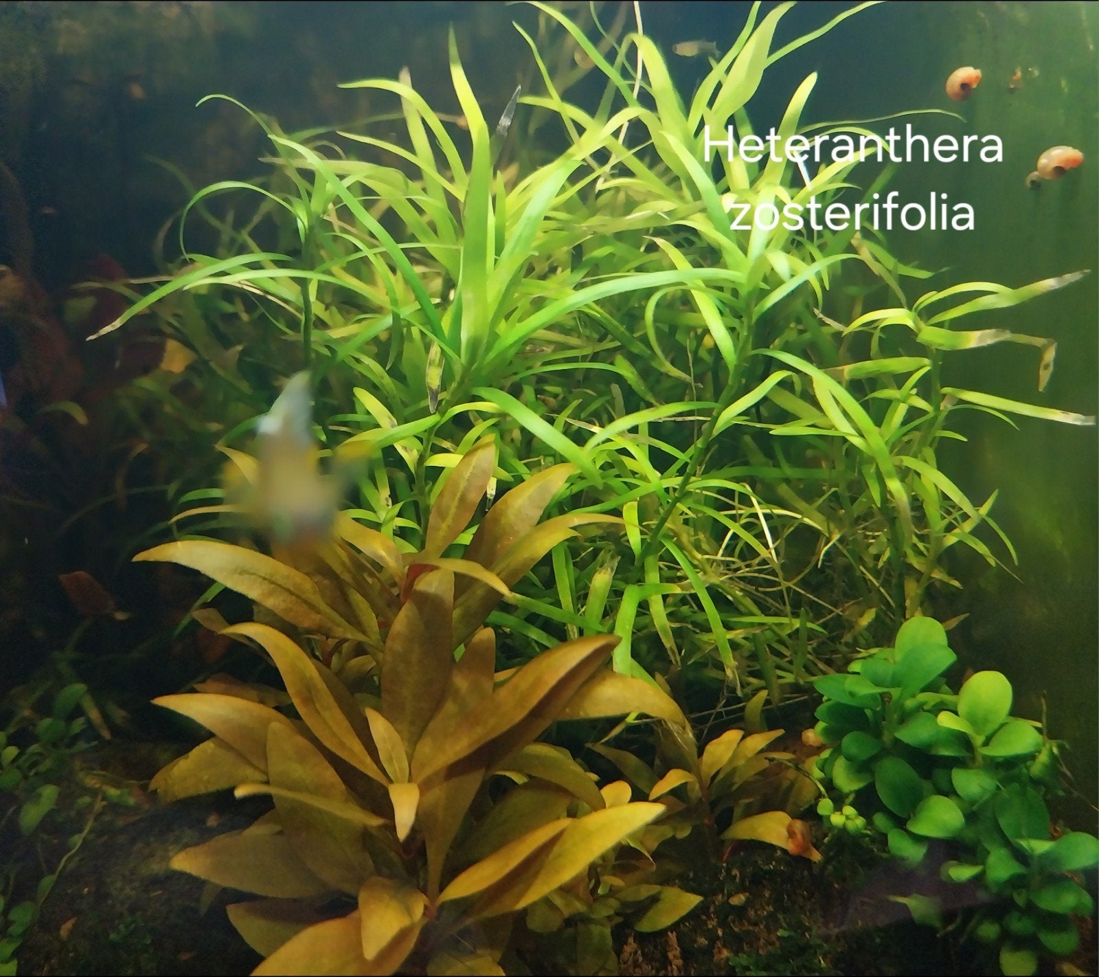 Aquariumplanten mix. Oudenburg, Ophalen of Verzenden