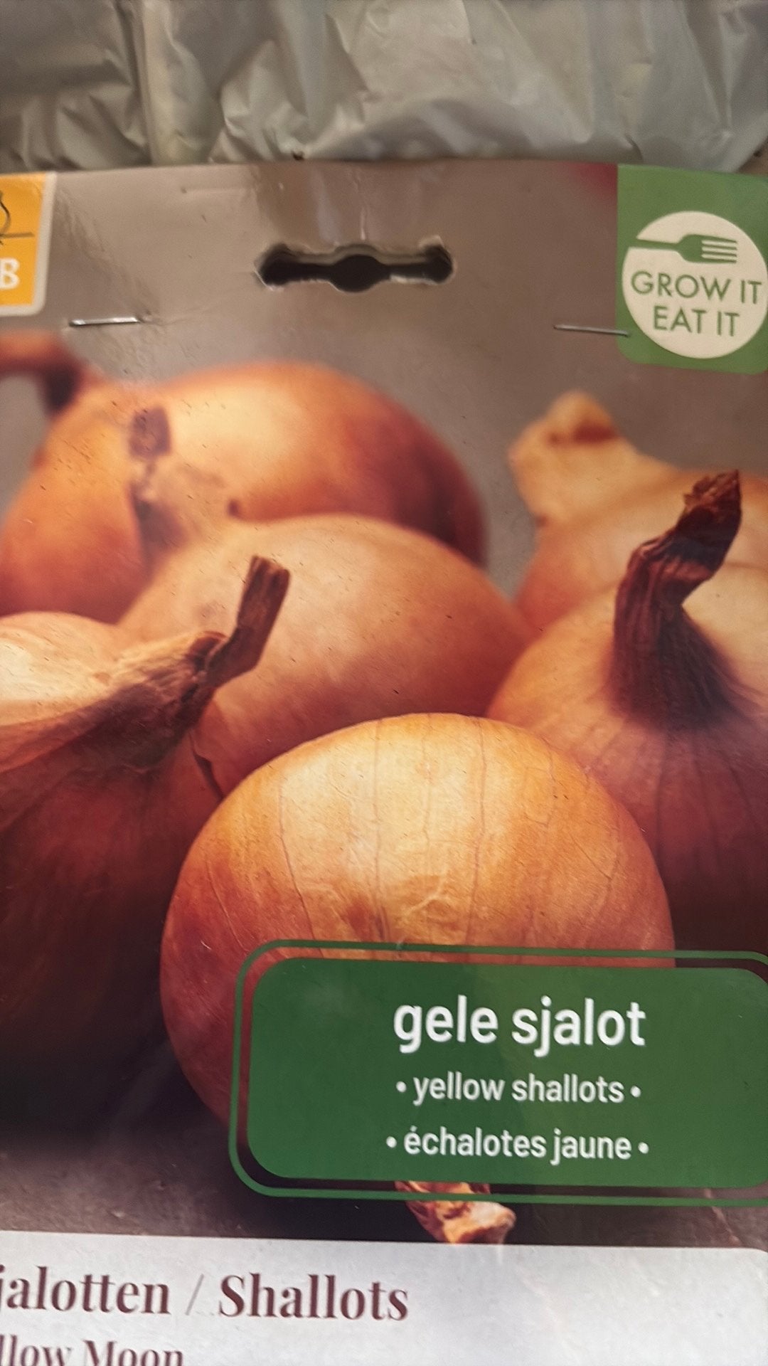 Gele Sjalot, Jardin & Terrasse, Bulbes & Semences, Enlèvement, Printemps, Plein soleil, Oignon