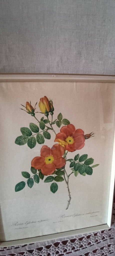 Pierre-Joseph Redouté, Antiquités & Art, Art | Dessins & Photographie, Enlèvement, Dessin, Aquarelle, Sous verre
