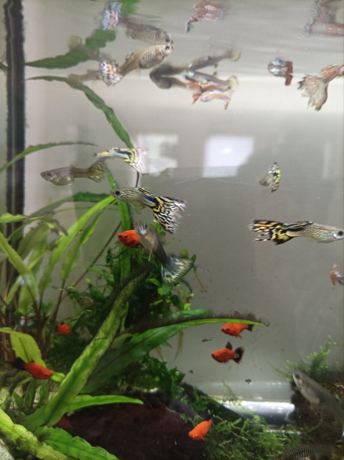 guppy jongen te koop