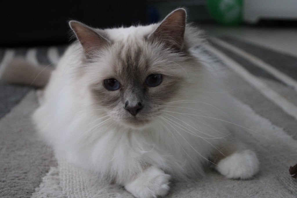 Oreo de kat is geplaatst IDW, Dieren en Toebehoren