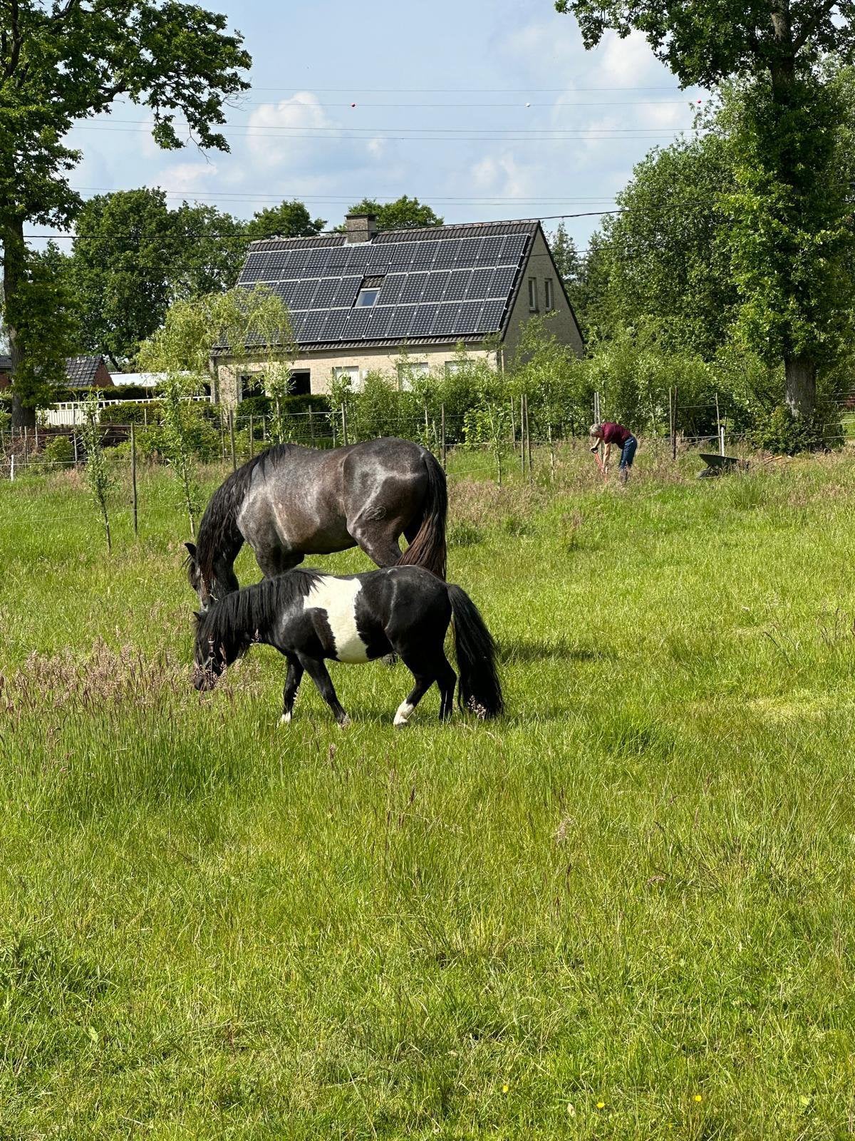 Prachtige Shetland hengst te koop., Dieren en Toebehoren, Hengst, A pony (tot 1.17m), Met stamboom, 3 tot 6 jaar