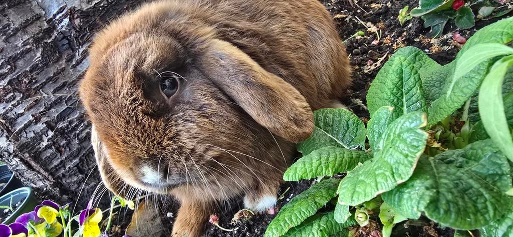 Konijnen koppel, Dieren en Toebehoren