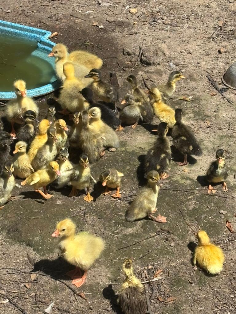 Jonge eendjes en ganzen beschikbaar, Dieren en Toebehoren, Pluimvee, Eend, Geslacht onbekend