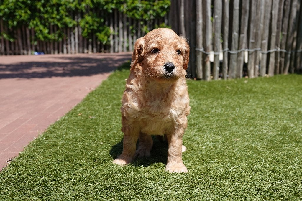 Magnifiques chiots Goldendoodle (Abricot), Animaux & Accessoires, Autres races, Plusieurs, Hépatite contagieuse (maladie de Rubarth)