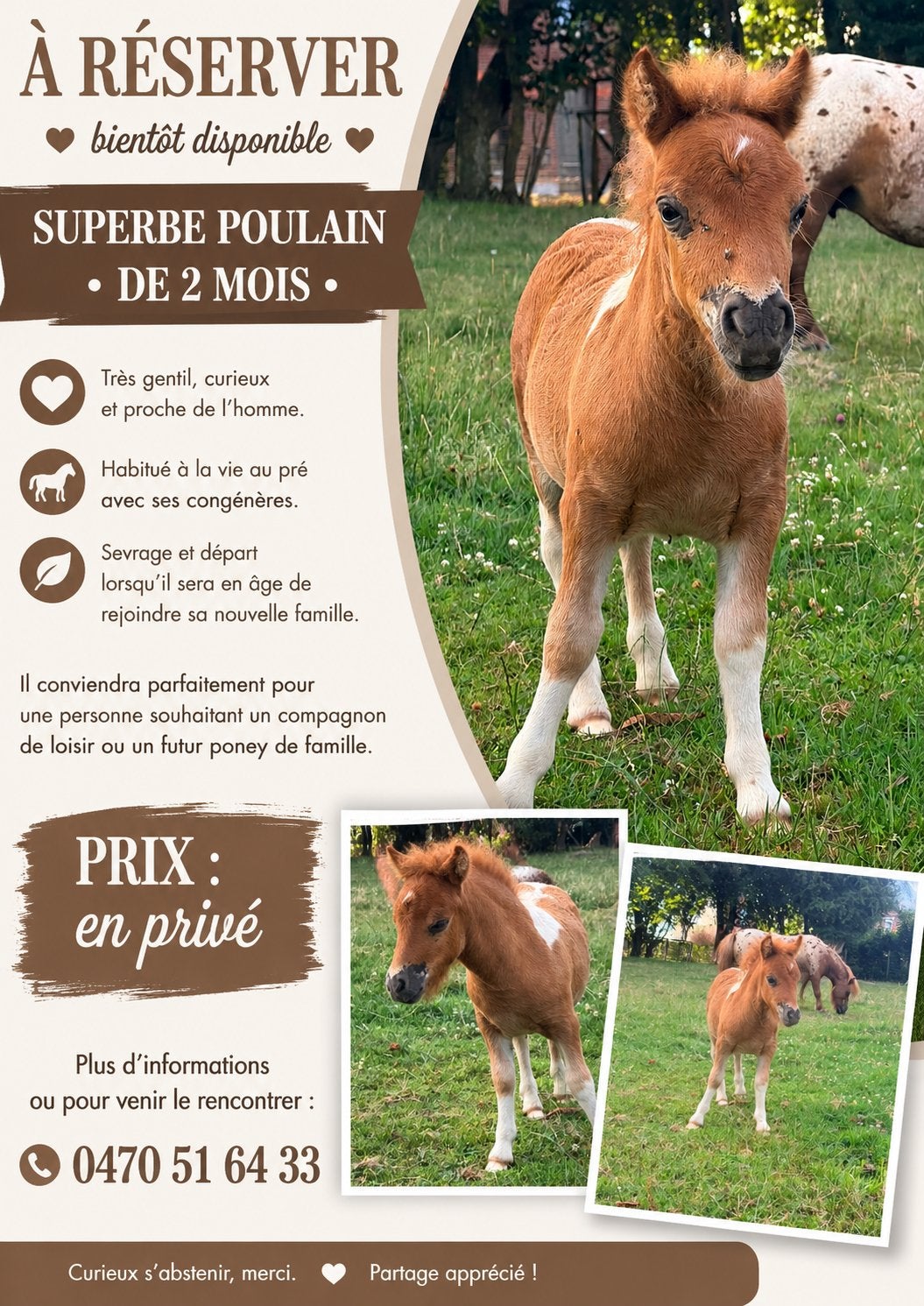 Poulain a vendre a reserve, Enlèvement
