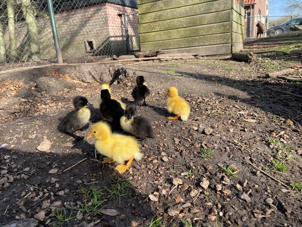 Kuikens en broedeireren kwakers en smaragd eenden, Dieren en Toebehoren, Pluimvee, Meerdere dieren, Eend