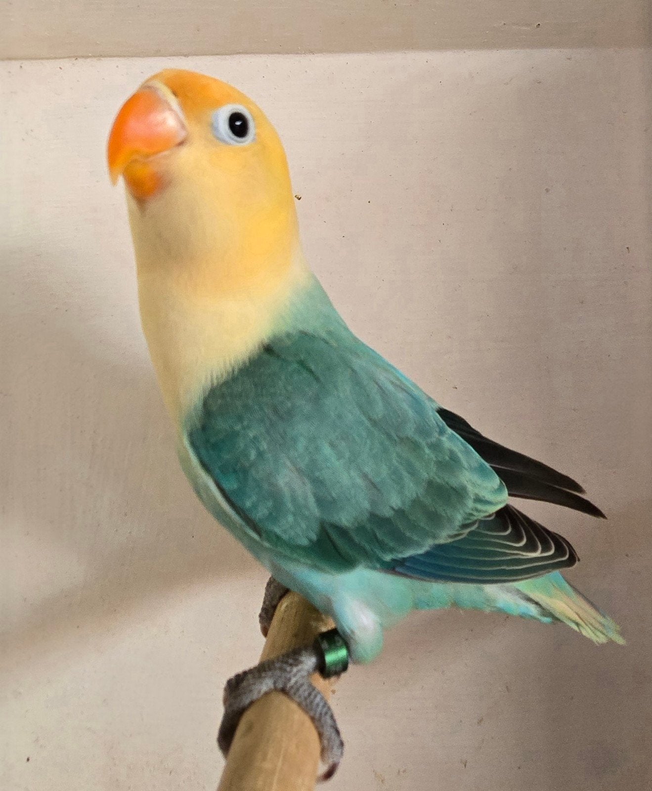 Turqouise Opaline Fischeri 2026, Dieren en Toebehoren, Vrouwelijk, Dwergpapegaai of Agapornis, Geringd