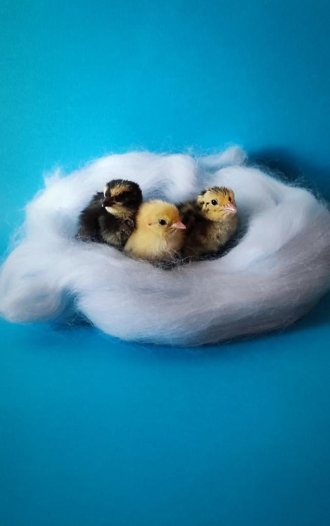 Japanse kwartel kuikens, Dieren en Toebehoren, Pluimvee