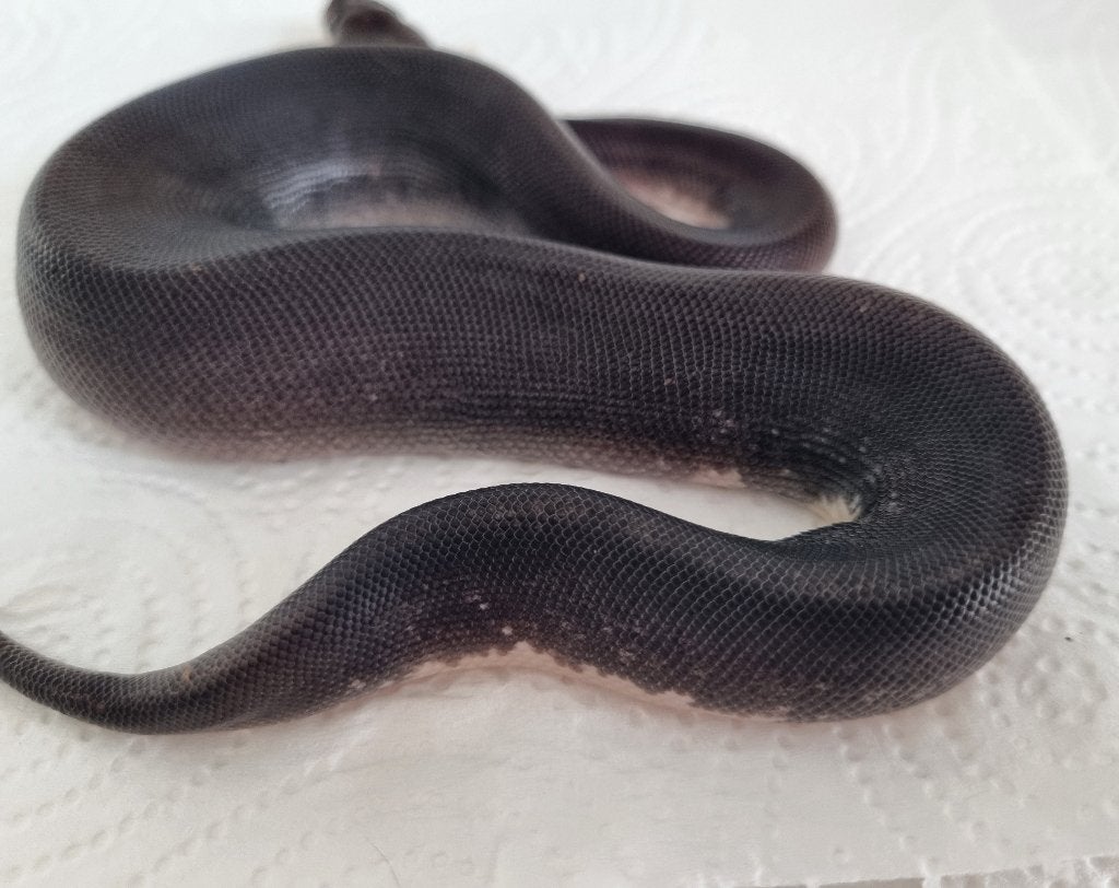 1.0 8 ball ( clown spotnose gravel ) Ball Python photo 5