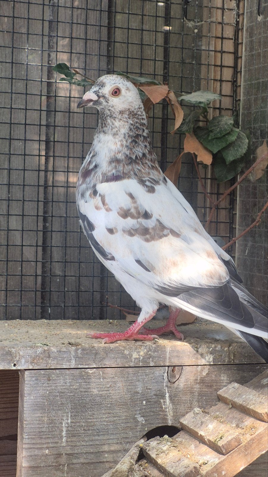 Pigeon voyageur Grizzle, Mâle, Pigeon voyageur