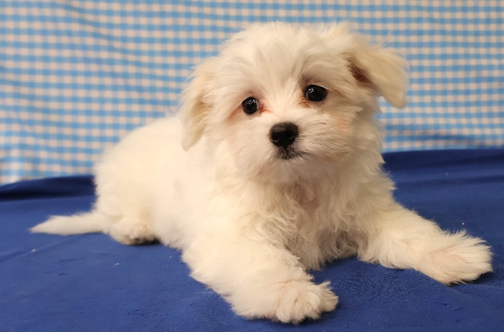 Super leuke Maltezer pups!, Maltezer, 15 weken tot 1 jaar, Reu, Buitenland