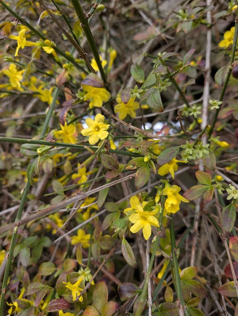 Winterjasmijn, Tuin en Terras, Planten | Tuinplanten, Ophalen, Winter, Vaste plant, Volle zon