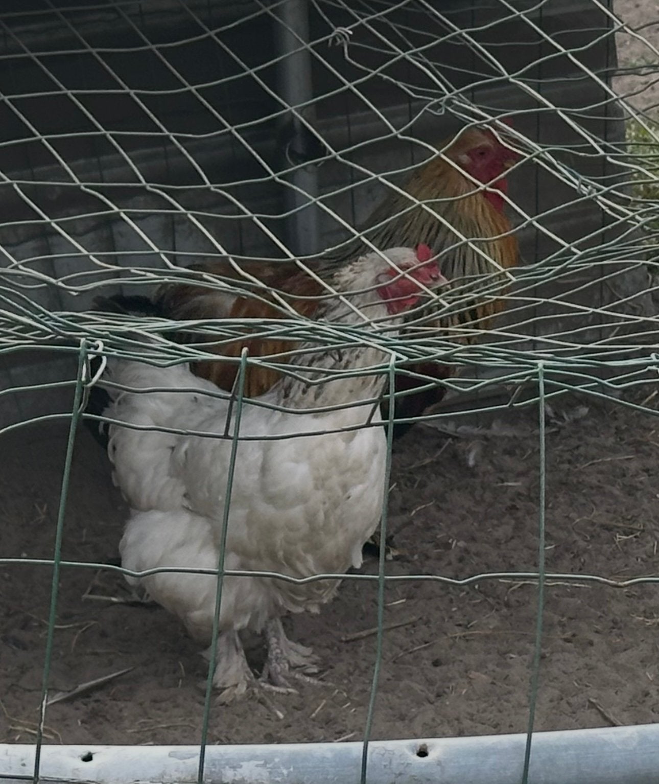 GRATIS : 3 à 4 hanen, Dieren en Toebehoren, Pluimvee, Mannelijk, Kip