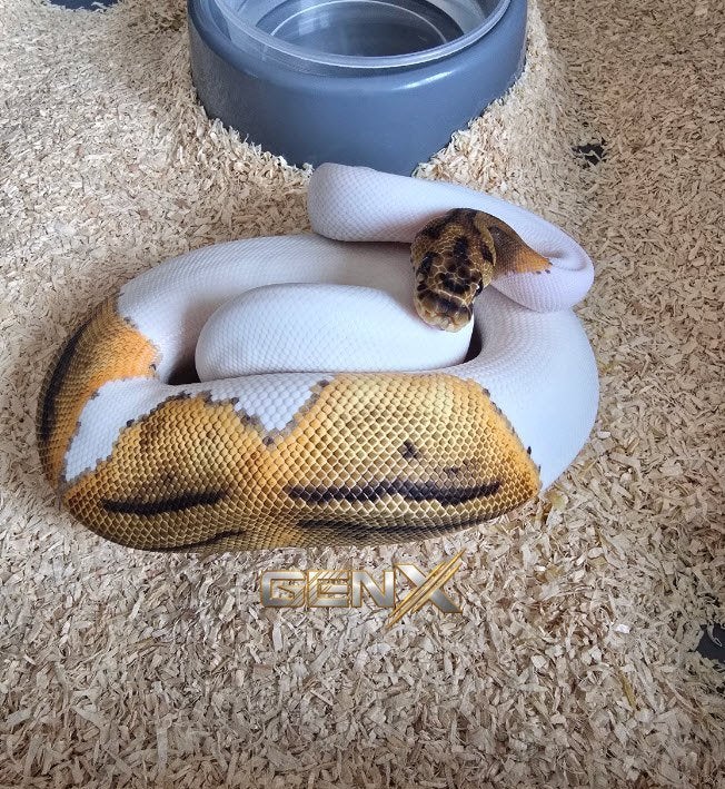Python regius - Clown Piebald - Vrouw, Dieren en Toebehoren, Slang, Tam, 0 tot 2 jaar