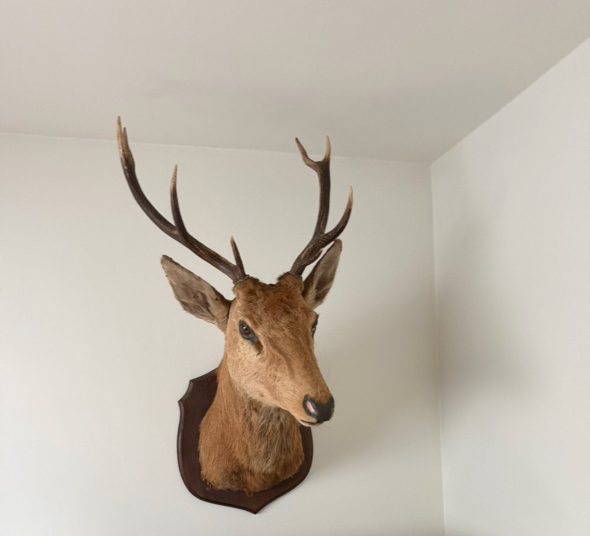 Prachtige Opgezette Hertenkop / Taxidermie met Gewei, Campagnard, Enlèvement, Comme neuf