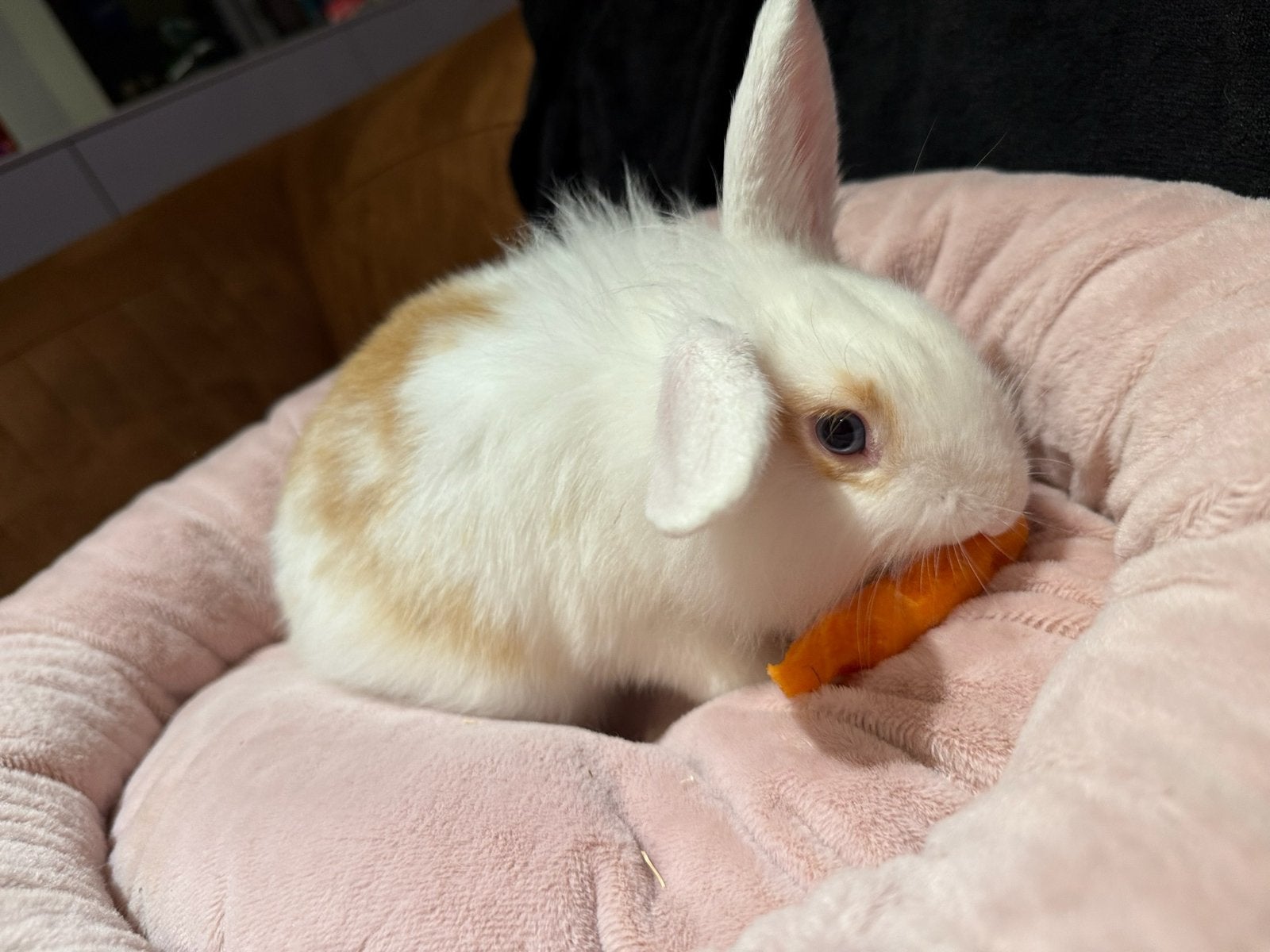 Lieve dwergkonijnen zoeken een warme thuis, Dieren en Toebehoren