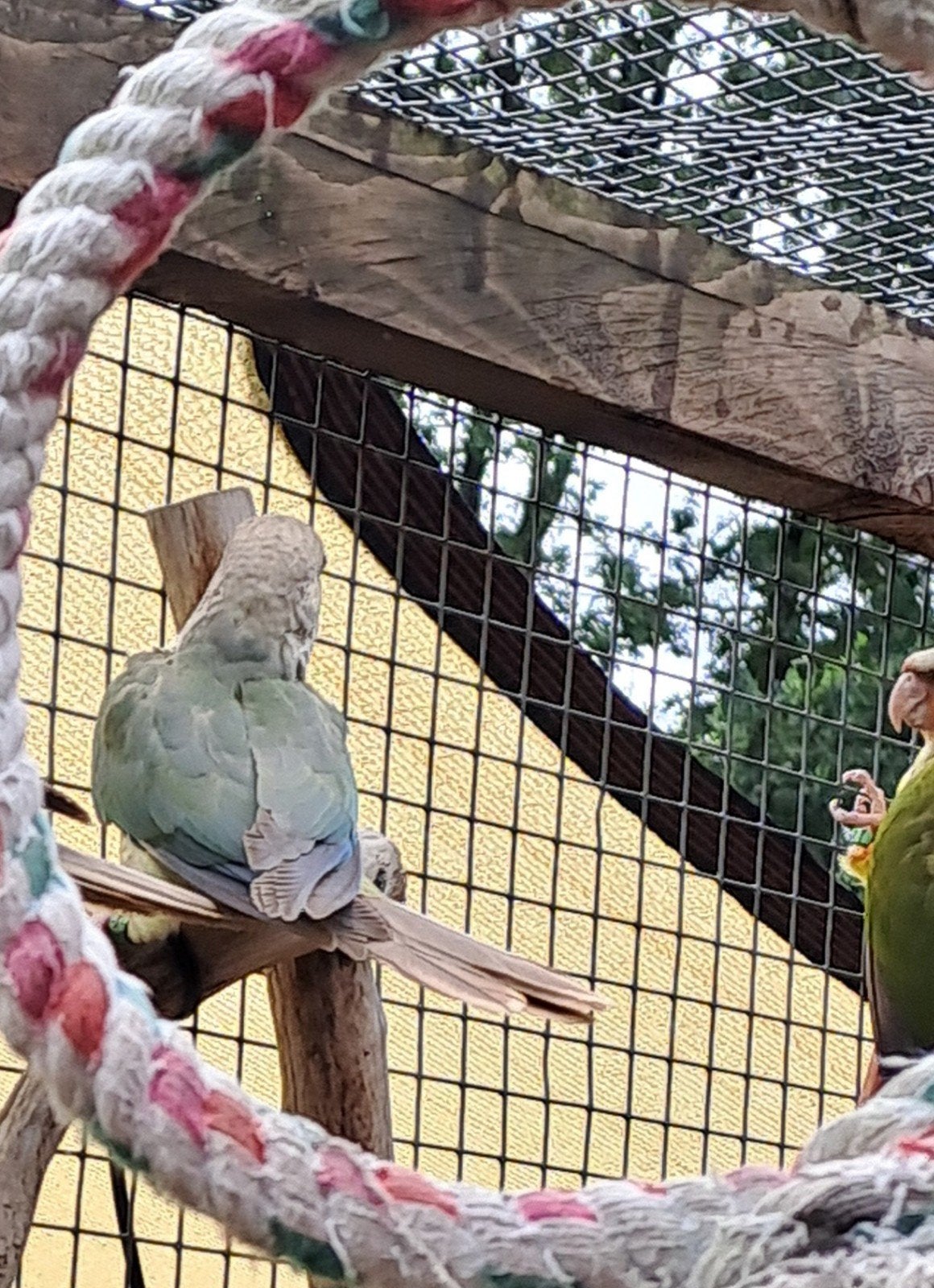 2 Jonge pyrrhura pineapple, Dieren en Toebehoren, Meerdere dieren, Papegaai, Geringd