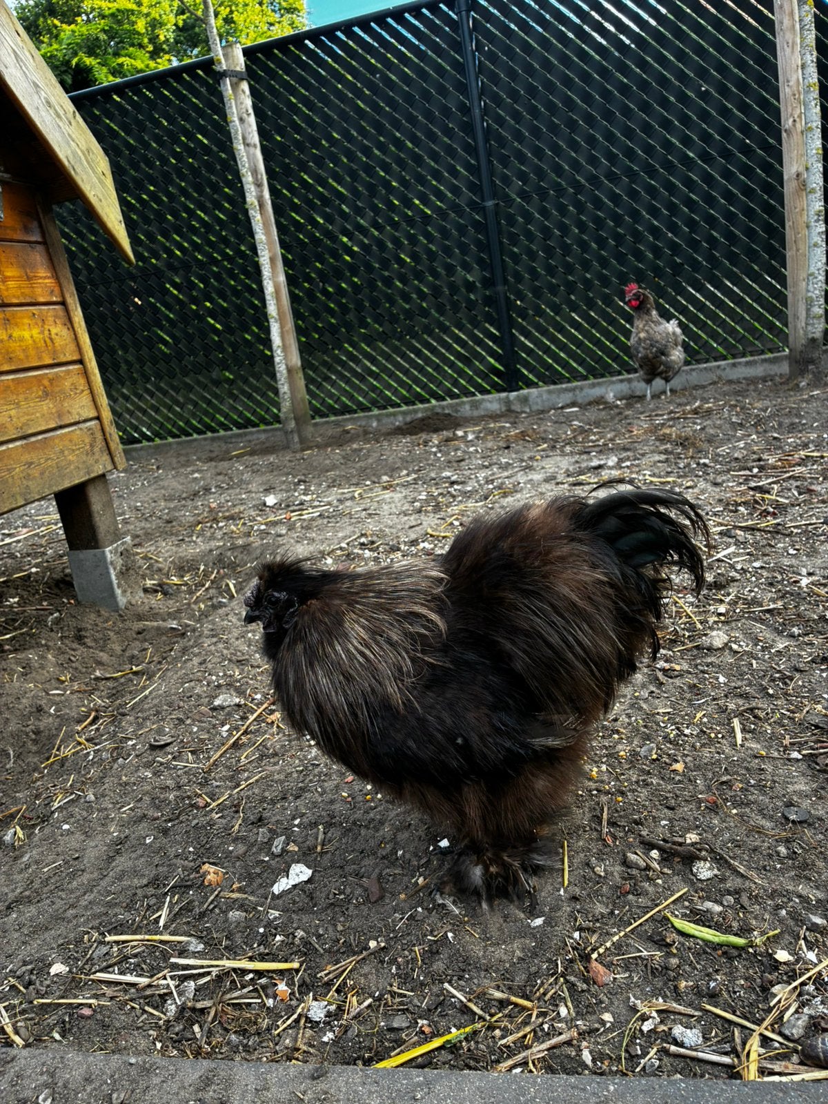 Te geef: Zijdehoen haan, Dieren en Toebehoren, Mannelijk, Kip