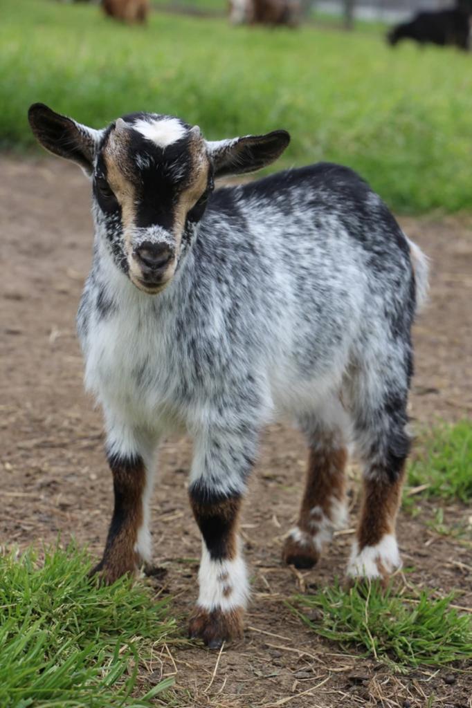 Dwerggeit boklammetje, Dieren en Toebehoren, Schapen, Geiten en Varkens, Mannelijk, Geit, 0 tot 2 jaar