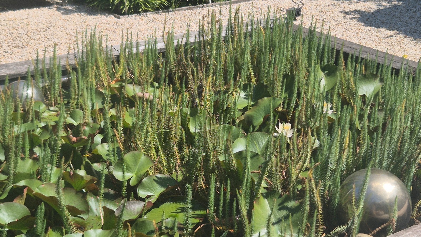 Waterlelies, Tuin en Terras, Ophalen