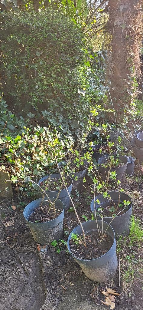 Hortensia's, Ophalen, Zomer, Vaste plant, Halfschaduw