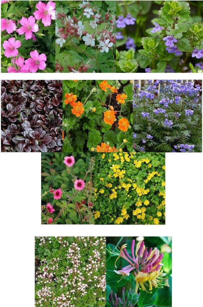 Lot de 6 plantes vivaces, Enlèvement, Plante fixe, Couvre-sol, Mi-ombre