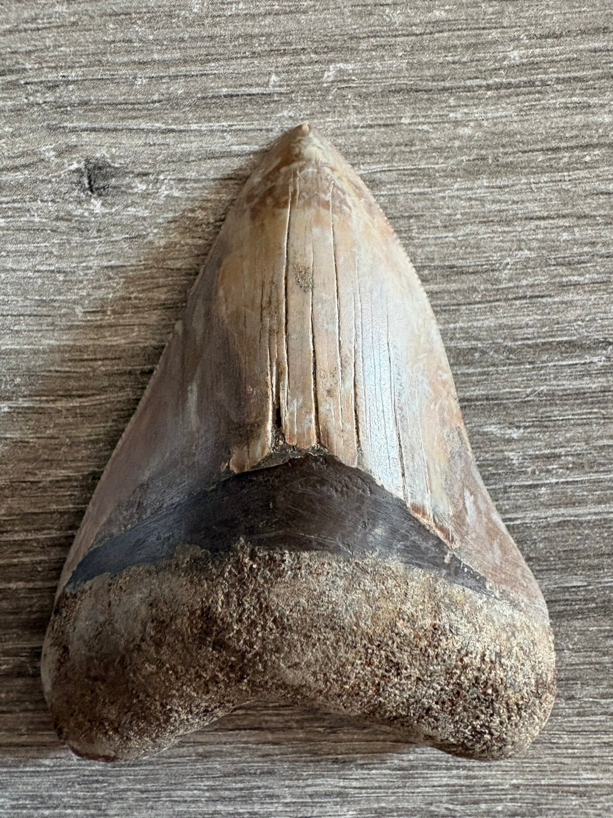 Megalodontand 9,5 cm - Indonesië, Verzamelen, Mineralen en Fossielen, Verzenden, Fossiel