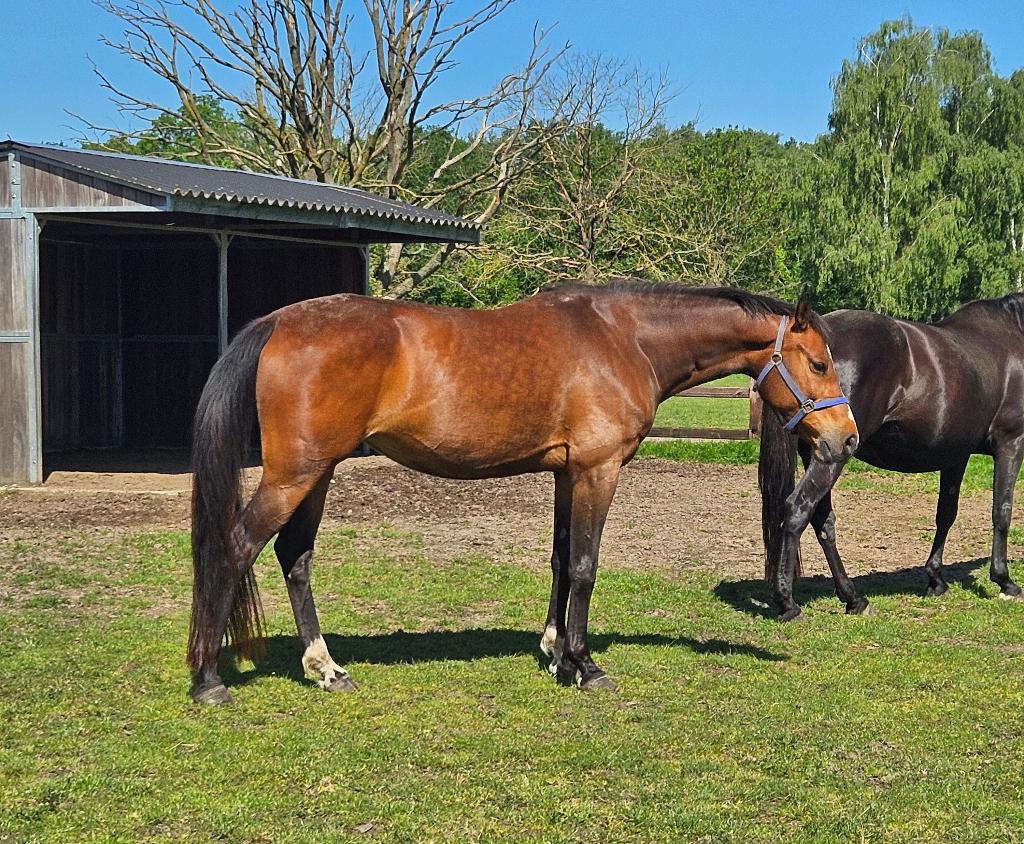 Merrie met top afstamming, Animaux & Accessoires, Chevaux, 165 à 170 cm, Avec pedigree, Ne s'applique pas, Cheval de saut