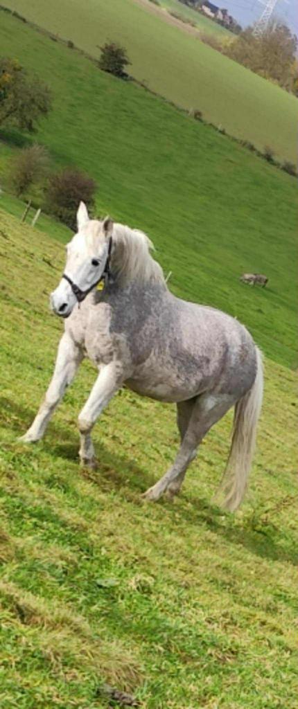 Prachtige witte Arabische merrie (16 jaar), Dieren en Toebehoren, Paarden, Merrie