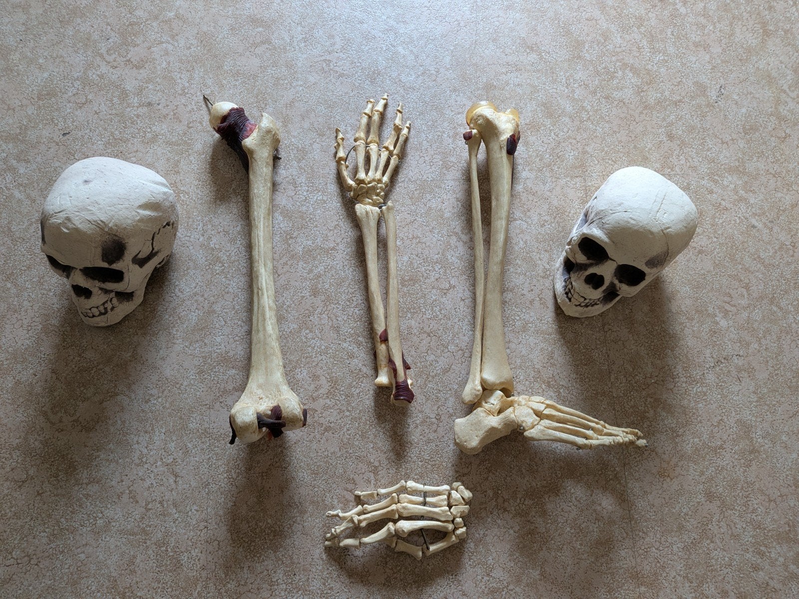 Anatomie skelet, Diversen, Ophalen of Verzenden