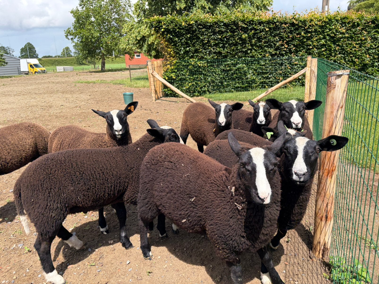 Zwartbleslammeren te koop, Dieren en Toebehoren