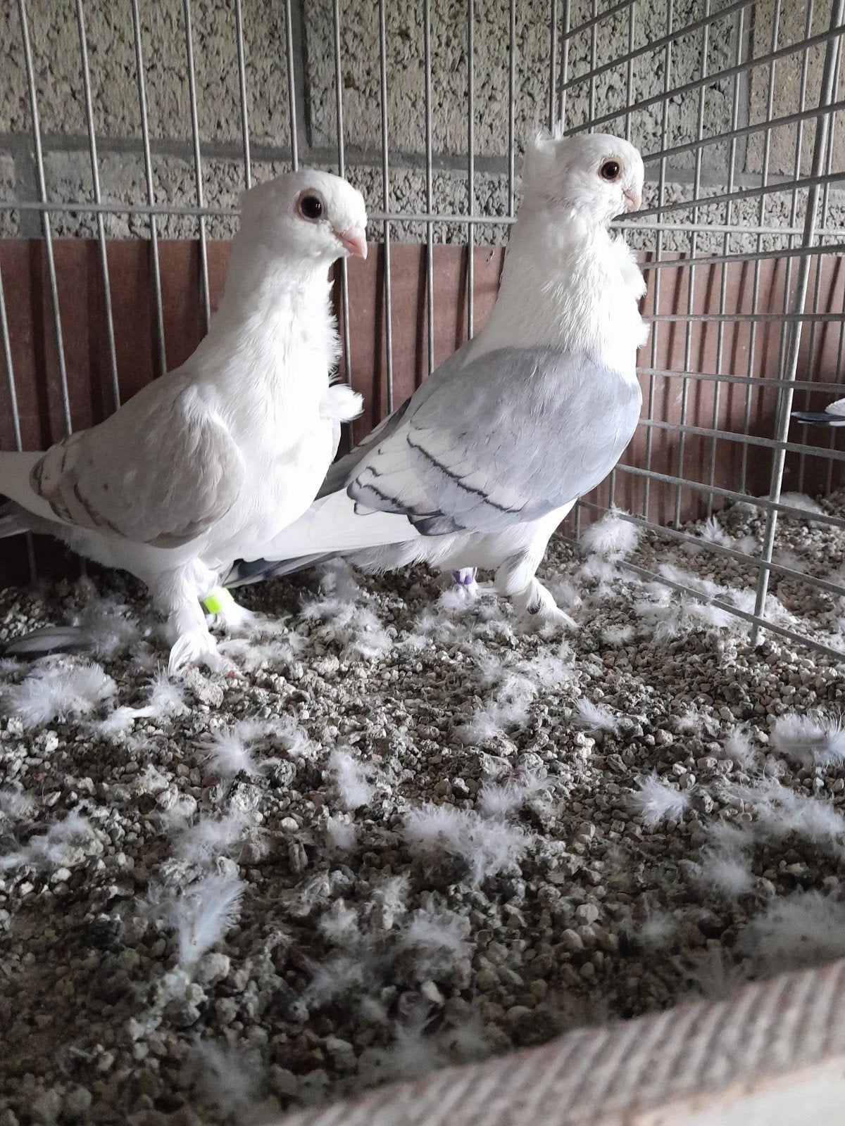 Oud-Oosterse Meeuwen., Dieren en Toebehoren, Vogels | Duiven