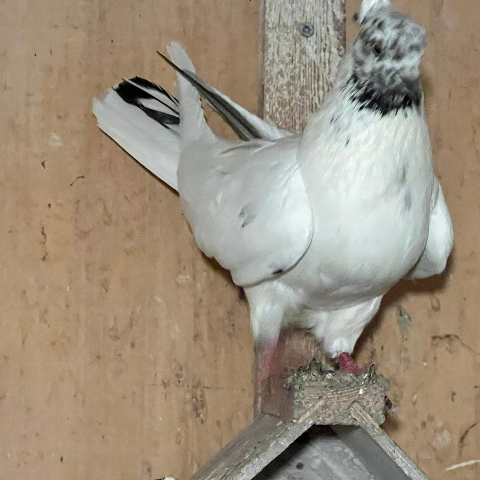 Iraanse duiven, Dieren en Toebehoren