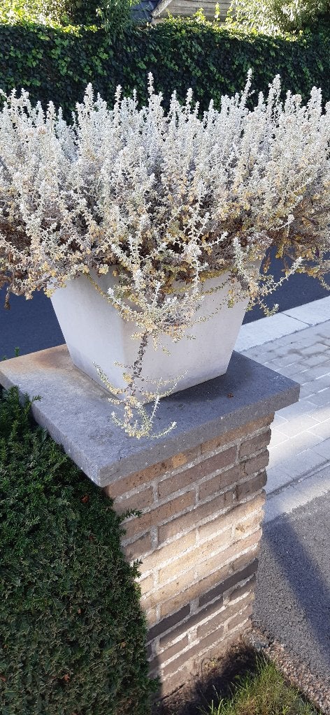 TUINBEELDEN EN BLOEMPOTTEN, Enlèvement, Utilisé, Jardin