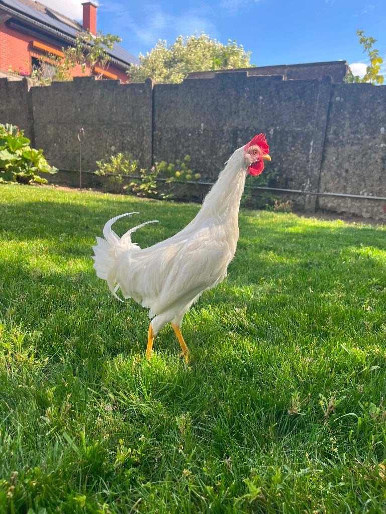A DONNER Coqs leghorns nains, Mâle, Poule ou poulet