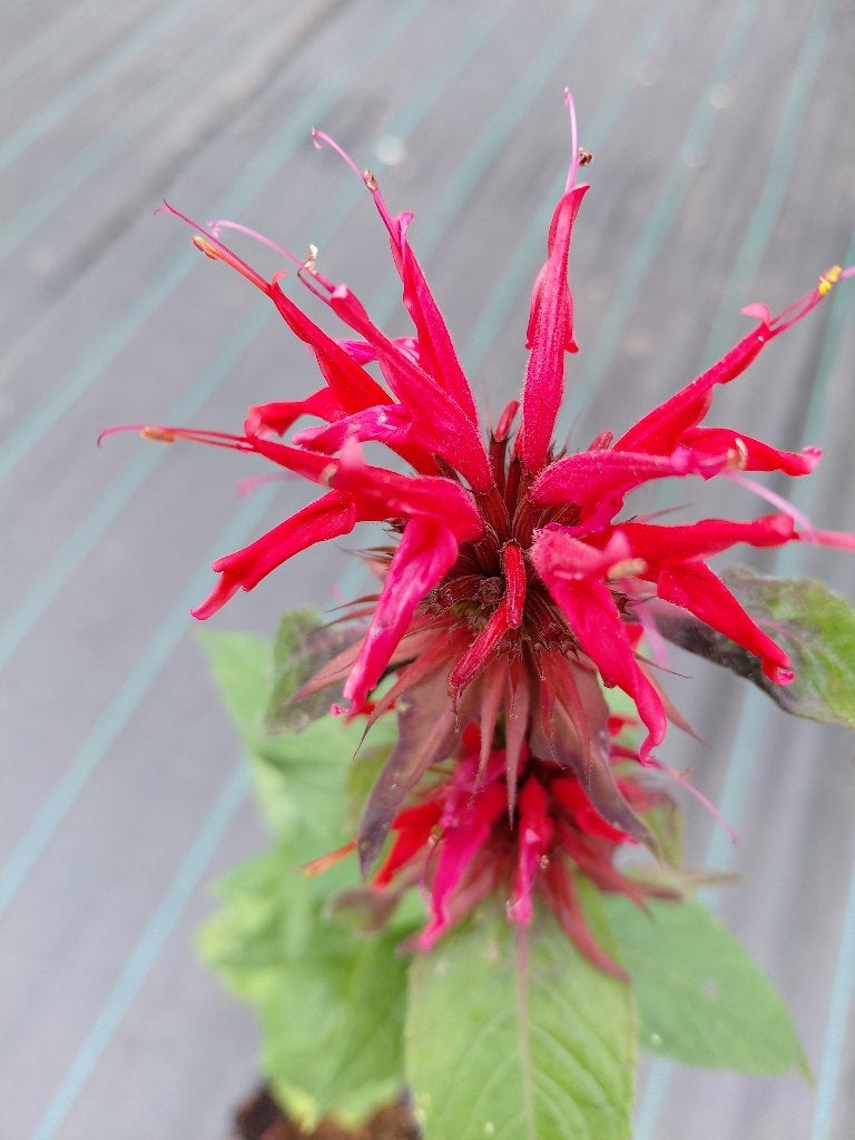 Monarde Cambridge Scarlet, Jardin & Terrasse, Enlèvement, Mi-ombre